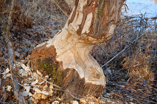 Traces of a beaver on a tree on the bank of the Danube river.