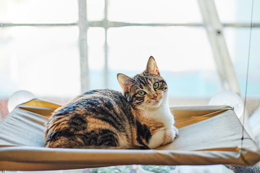 Adorable tabby cat stretched out by the window looking at the camera. Animal companion