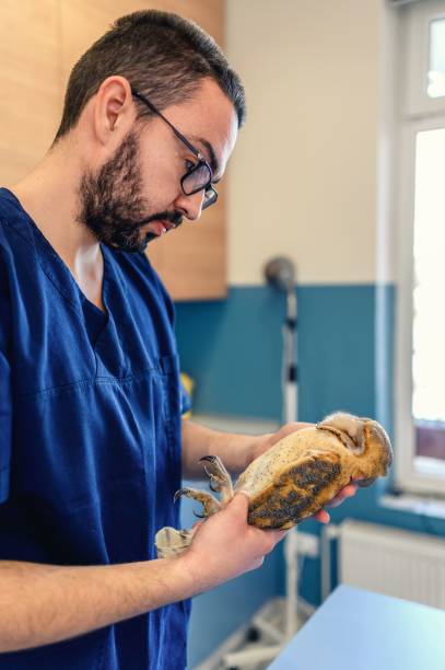 Veterinarian holding and check up Barn Owl