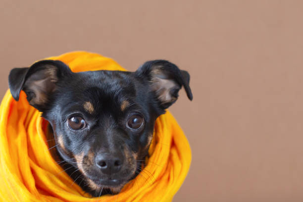 istock A terrier. A thoroughbred dog in a yellow scarf. Close-up. Pets. Copy space 1376469101