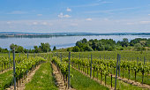 Vineyards in summer on the shores of the lake Nove Mlyny.