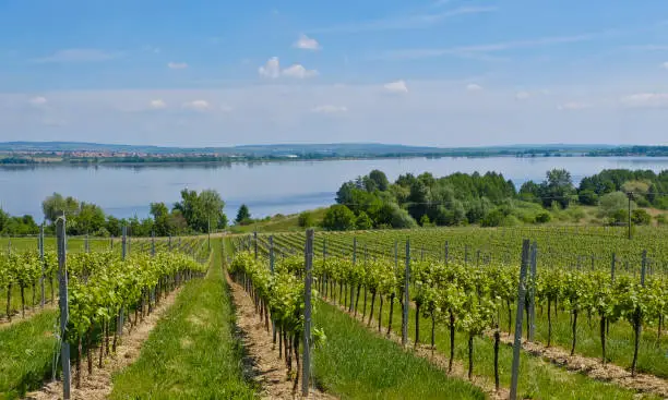 Vineyards in summer on the shores of the lake Nove Mlyny - South Moravia.
(Village Dolní Věstonice)
