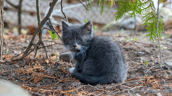 Little grey kitten sittinging in the yard under tree. Little cute kitten. Outbred domestic cat. Yard cat. Pet walks in the yard. Home pet. The kitten looks away.