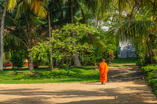 HIKKADUWA, SRI LANKA - DECEMBER 6, 2022: Young monk walks between the green trees to the temple