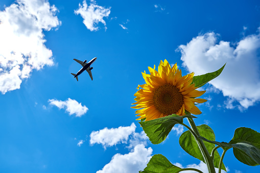 Plane in the sky with Sunflower in the foreground. Travel and vacation concept