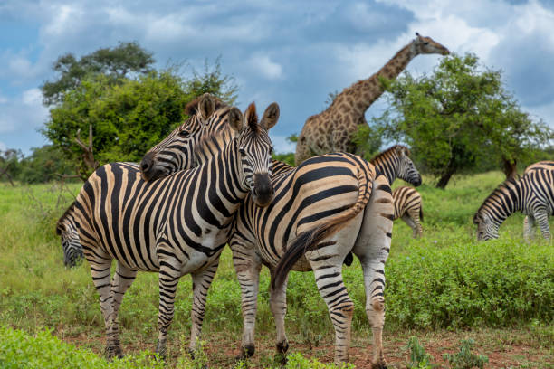 zebras umarmen sich. - kruger national park national park southern africa africa stock-fotos und bilder