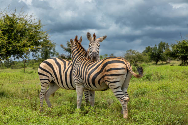 Zebra embrace Two zebras embracing each other in the African bush bushveld photos stock pictures, royalty-free photos & images