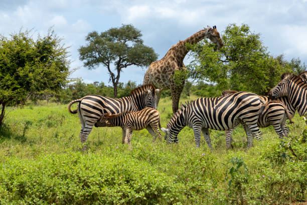 zebras の一団 - giraffe south africa zoo animal ストックフォトと画像