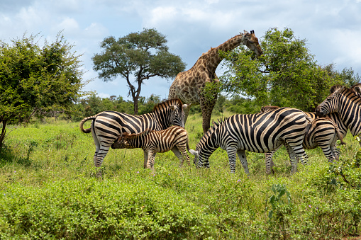Herd of Zebras grazing in the african bush. In the background a giraffe is eating leaves from an acacia tree
