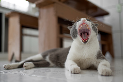 Portrait of a beautiful cat on the floor of a kitchen, yawning with his mouth wide open showing his teeth. Behind the cat there is a wood table defocussed.
