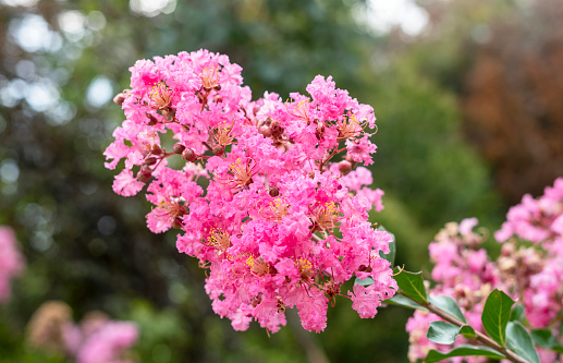flowering plant Lagerstroemia indica, the crape myrtle - crepe myrtle or crepeflower in bloom with pink flowers close-up spring blooming plants