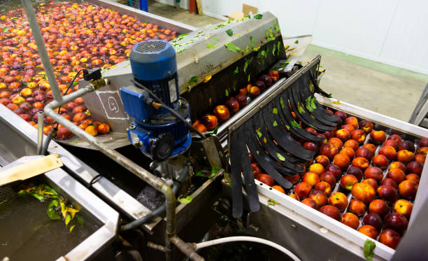 istock Harvest of peaches on sorting line at plantation warehouse 1376511645