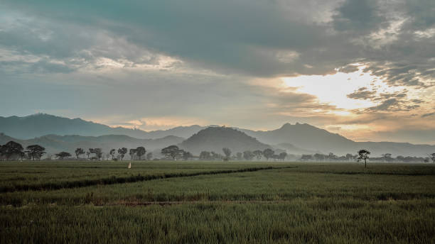 Back to Nature: Rice Field and Hills
