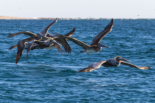 A squadron of brown pelicans flying over the ocean.