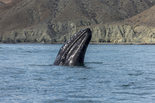 This location is a protected lagoon where gray whales come in the winter to mate and breed.