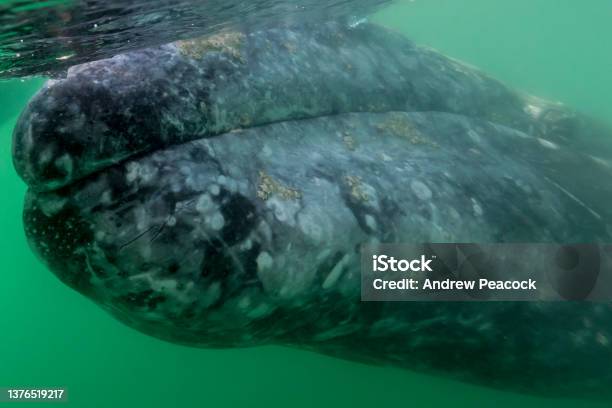 Gray Whale Underwater At Bahia Almejas Magdalena Bay Baja California Sur Mexico Stock Photo - Download Image Now