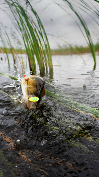 istock River perch in front of a river basin cattail 1376519733