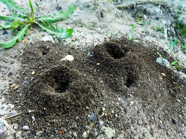 Earth ants (Lasius) the entrance to anthill from beautiful heaps of dirt on ground