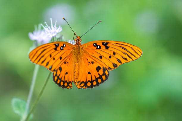 istock orange and black butterfly 1376521396