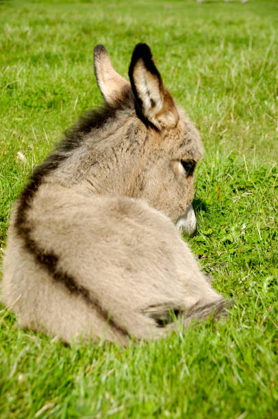 ロバの子馬の食事 - mule animal profile animal head ストックフォトと画像