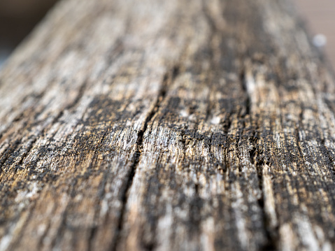 Wooden background. Background and structure of old wood