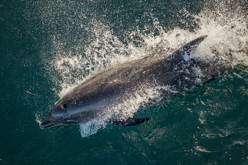 Dolphins often ride the bow wave and come close to ships.