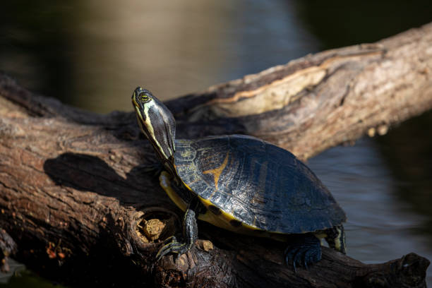 istock Yellow Bellied Slider 1376521494