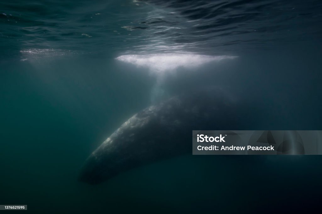 Gray whale (Eschrichtius robustus), underwater at Bahia Almejas, Magdalena Bay, Baja California Sur, Mexico. This location is a protected lagoon where gray whales come in the winter to mate and breed. Gray Whale Stock Photo