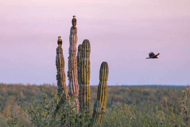 istock Crested Caracaras (Caracara plancus) perched on a Mexican Giant Cactus. 1376521606