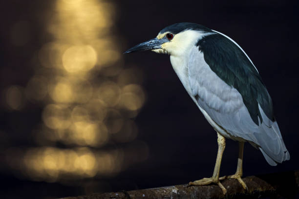 This is a medium-sized heron found throughout a large part of the world