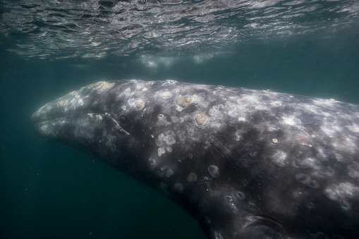 This location is a protected lagoon where gray whales come in the winter to mate and breed.