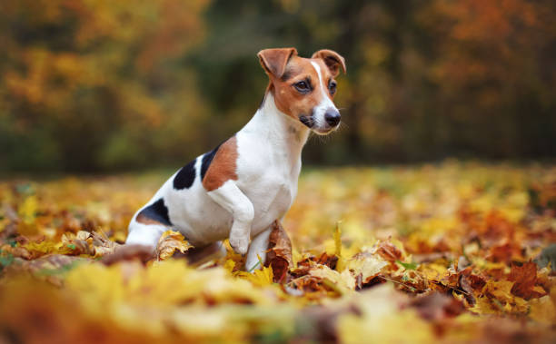 pequeño perro terrier jack russell sentado en las hojas de otoño, mirando a un lado, poca profundidad de campo foto con bokeh árboles borrosos en el fondo - pets friendship green small fotografías e imágenes de stock