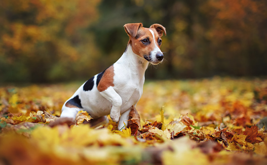 Small Jack Russell terrier dog sitting on autumn leaves, looking to side, shallow depth of field photo with bokeh blurred trees in background.