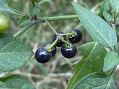 Jaltomata procumbens, the creeping false holly, is a plant species native to Arizona, USA, Mexico, Central America, Colombia, Ecuador, and Venezuela. It grows as a weed in agricultural fields and other disturbed locations