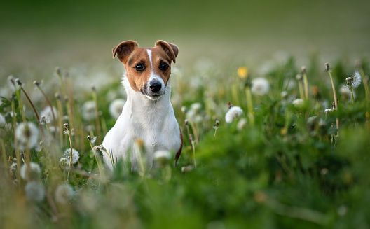 Small Jack Russell terrier sitting in green grass meadow, white dandelion flower around.