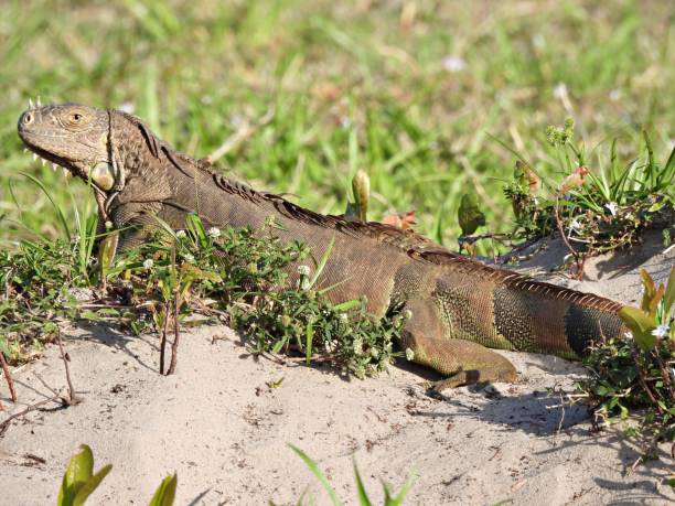 istock Green Iguana (Iguana iguana) - resting near a burrow 1376528709