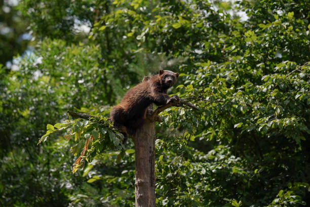 istock Wolverine aka wolverene - Gulo gulo - resting on top of dry tree, blurred forest background 1376528923