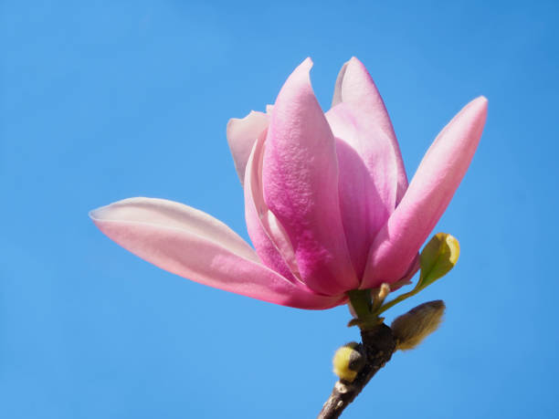 focus image empilée d’une fleur de tulipier contre le ciel bleu vif - magnolia tree blossom spring photos et images de collection