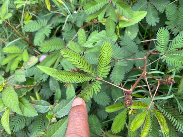 Leaflets of Touch-me-not (Mimosa pudica) plant folding up in response to touch by a man's finger. "Sleep" response or nyctinastic movement of plants. Top down view. Leaflets of Touch-me-not (Mimosa pudica) plant folding up in response to touch by a man's finger. "Sleep" response or nyctinastic movement of plants. Top down view. sensitive plant stock pictures, royalty-free photos & images