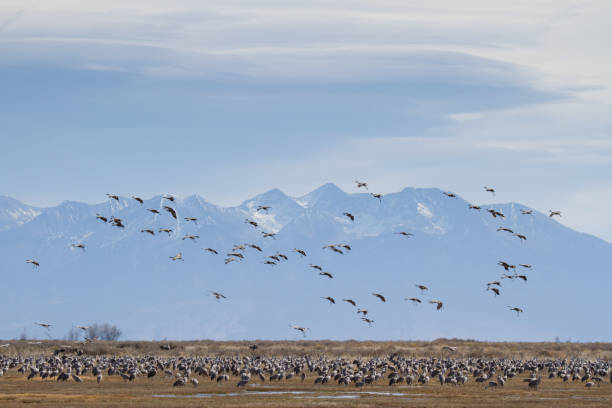 istock Migrating Greater Sandhill Cranes in Monte Vista, Colorado 1376529839