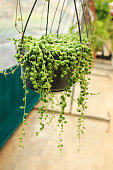 istock Potted Senecio Rowleyanus plant in the garden 1376551554