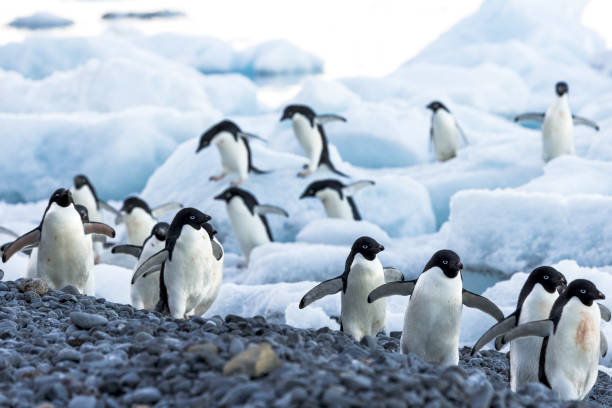 istock Adelie penguins (Pygoscelis adeliae) at Brown Bluff, Antarctica 1376553197