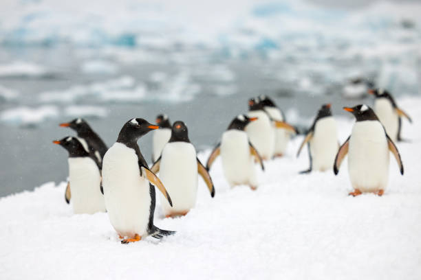 istock A waddle of Gentoo penguins (Pygoscelis papua). 1376558401