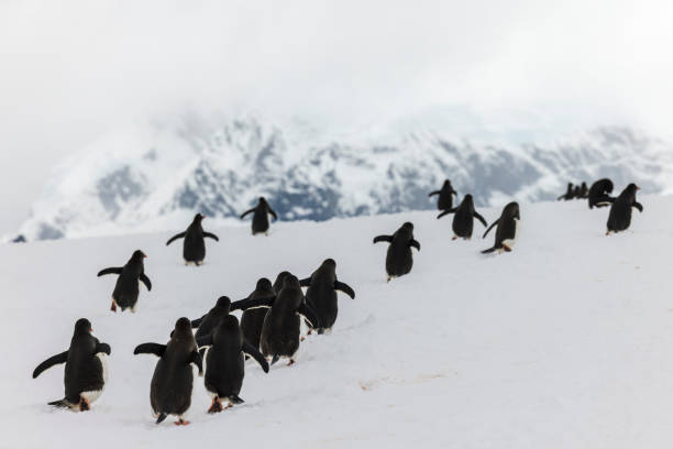 istock A waddle of Gentoo penguins (Pygoscelis papua). 1376559445
