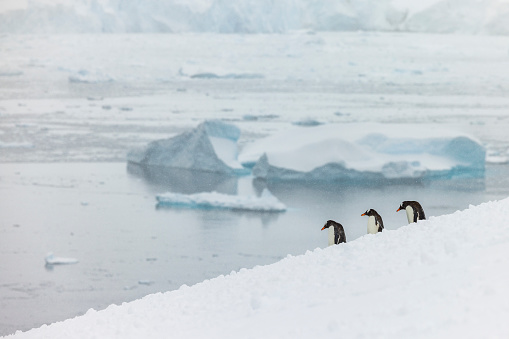 Gentoo penguins at Danco Island colony on the Antarctic Peninsula.