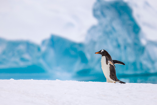 Ice cave by a glacier with a flock of Black-legged kittiwakes