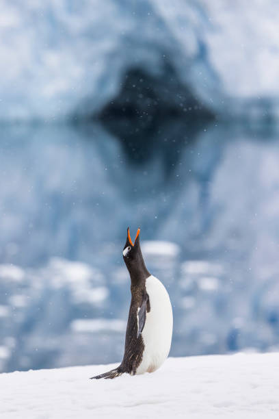 pingwiny gentoo (pygoscelis papua). - gentoo penguin zdjęcia i obrazy z banku zdjęć