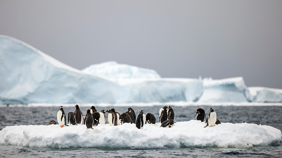 Gentoo penguins are comonly seen all along the Antarctic Peninsula.