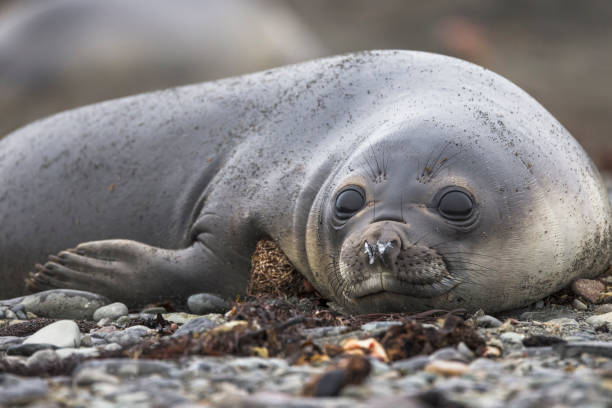 istock Young Southern elephant seals (Mirounga leonina) are known as weaners. 1376563178