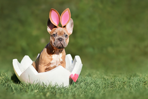 Easter dog. French Bulldog puppy sitting in egg shell on grass with copy space